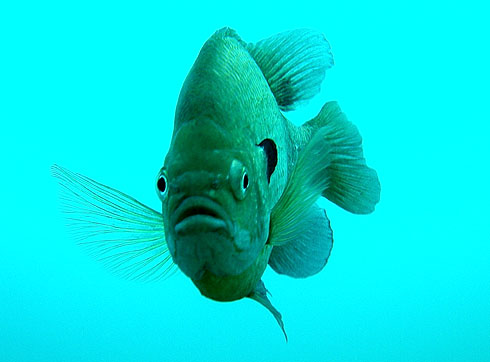 Bluegill Sunfish | Perch | Panfish Tactics
