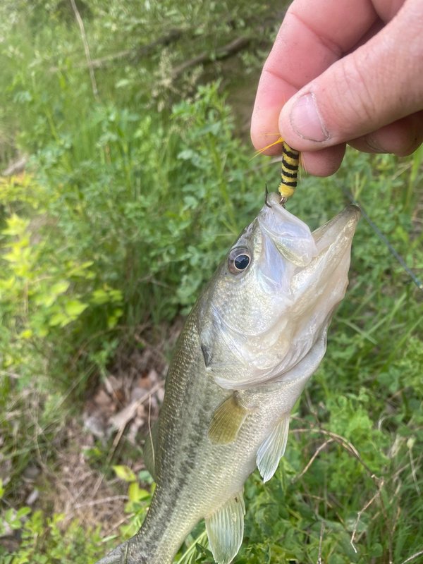 Largemouth bass held up with a black and yellow Gapen Spin-Bee in its mouth