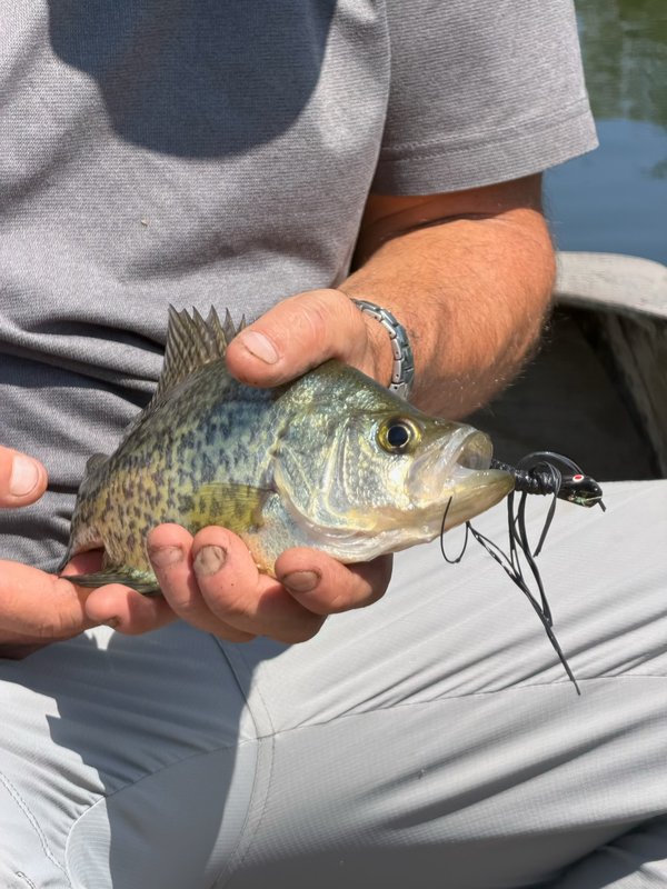 Black crappie held in hand, caught on a black Gapen Ugly Bug jig