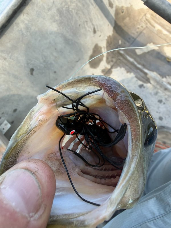 Close-up of a black Gapen Ugly Bug jig in the mouth of a fish